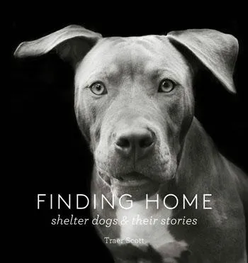 Games Room Finding Home hundfotobok av Traer Scott